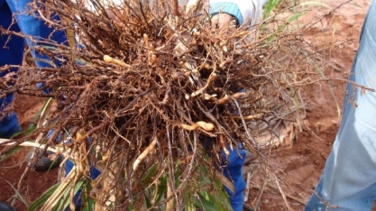 Nematoides e o desafio da produtividade na cultura  da cana-de-açúcar