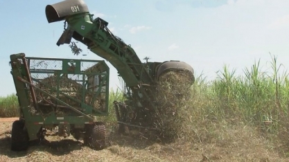 Produtores de cana da região noroeste paulista estão otimistas com safra mais lucrativa