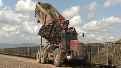 Austrália fala em aumento da produção mundial e reduz severamente estimativa de preços do açúcar