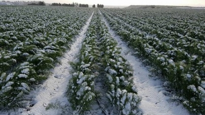 Frio europeu lança nuvem sobre produção regional de açúcar