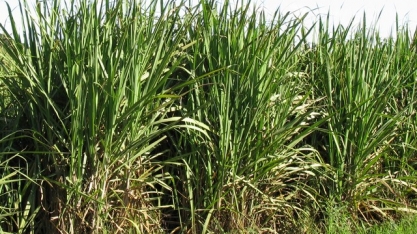 Governo argentino quer diminuir direitos de exportação de açúcar de 21% para 13%