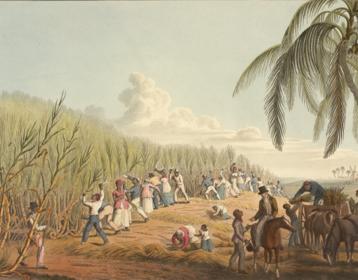 Cuba tem sua história muito ligada à cultura canavieira, assim como nós brasileiros