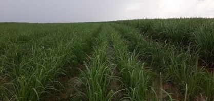 Em Catanduva, SP, abertas Seis vagas para Líder Agrícola