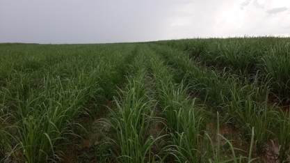 Em Catanduva, SP, abertas Seis vagas para Líder Agrícola