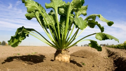 Açúcar francês tem época doce pela frente com fim de cotas