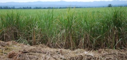 Bolívia aguarda safra de cana-de-açúcar com rendimento de 40t/ha