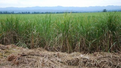Bolívia aguarda safra de cana-de-açúcar com rendimento de 40t/ha