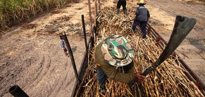 USDA estima produção de 11,2 mi de t na safra 2017/18 de açúcar da Tailândia