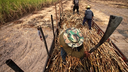 USDA estima produção de 11,2 mi de t na safra 2017/18 de açúcar da Tailândia