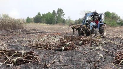 Produção de açúcar da Tailândia deve cair 3,1% em 2016/17