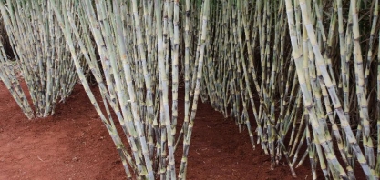 Novas variedades RB e futuras liberações