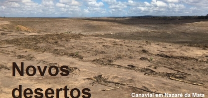 Canaviais viram desertos em cidades situadas no epicentro da seca