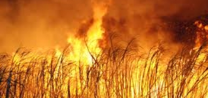 Incêndio queima mais de 20 hectares de cana-de-açúcar em Dourados, MS