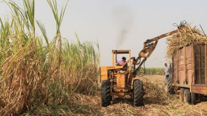 Preço internacional do açúcar é o menor em 10 meses, mostra OIA