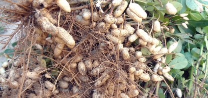 Safra de amendoim alcança seu ápice na região