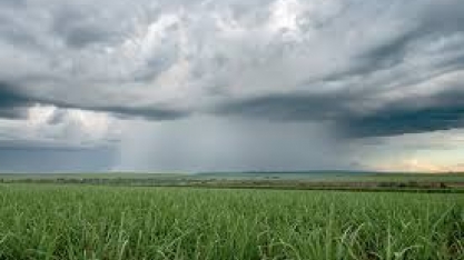 Açúcar: Chuva à vista