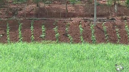 Agricultores com plantio de cana-de-açúcar sofrem com a seca no Sertão