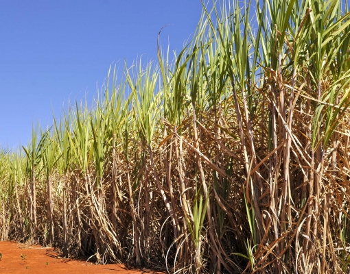Vai precisar de mais cana