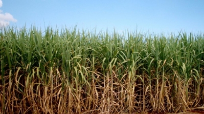 STF julga válida tributação diferenciada para produção de açúcar no Norte e Nordeste
