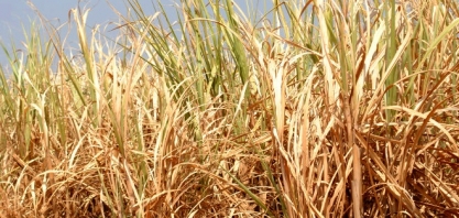 Asplana debate soluções para enfrentamento da seca