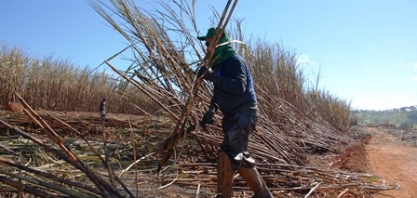 Trabalho aprova seguro-desemprego para cortadores de cana-de-açúcar
