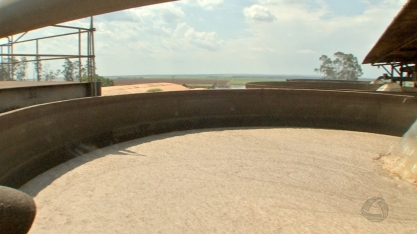 A produção de etanol continua em alta no MT