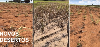 Seca reduz safra canavieira e aumenta desemprego em Pernambuco