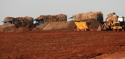 Bons preços do açúcar devem derrubar estimativa de renovação de canaviais