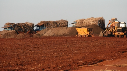 Bons preços do açúcar devem derrubar estimativa de renovação de canaviais