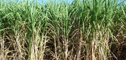 Emílio e Marcelo Odebrecht citam repasses a Eunício e Rodrigo Ma