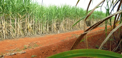 “Marfrig, usinas de cana e biodiesel compraram benefícios”
