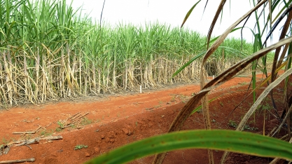 “Marfrig, usinas de cana e biodiesel compraram benefícios”