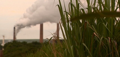 Crise afeta investimento de usinas em canaviais e reduz safra na região