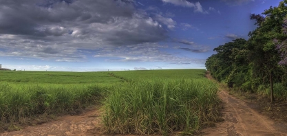 Rumo ao futuro: o setor sucroenergético além das commodities