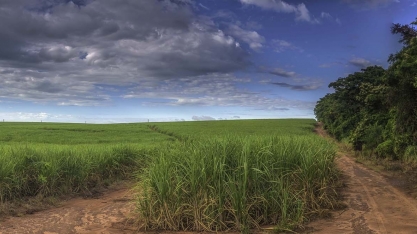 Rumo ao futuro: o setor sucroenergético além das commodities