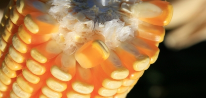 Produção de combustível pode ser destino para excesso de milho, diz Embrapa