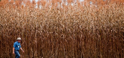 NexSteppe fecha parceria para comercializar sorgo biomassa da Embrapa