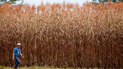 NexSteppe fecha parceria para comercializar sorgo biomassa da Embrapa