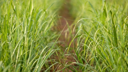 Produtores de cana veem certificação como bom negócio