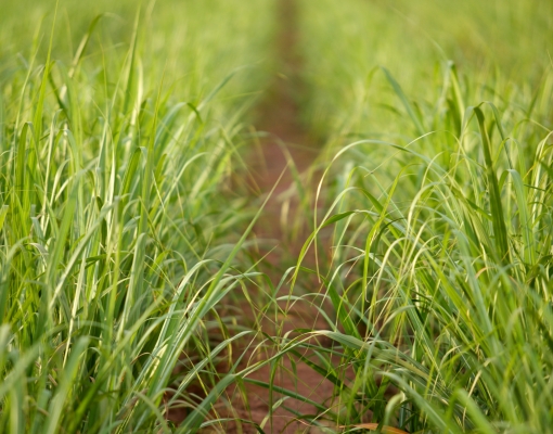 Boas práticas contribuem para a obtenção de um canavial bonito e do bem
