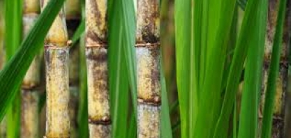 Cofco faz hedge do açúcar no Brasil por previsão pessimista