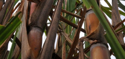 Exportações de açúcar do MS têm alta 134,8% neste ano