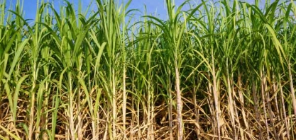 Marcelo Odebrecht explica como exercia influência sobre Mantega para favorecer etanol