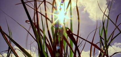 Estiagem causa prejuízos na plantação de cana-de-açúcar