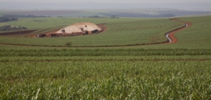 Usinas de cana-de-açúcar voltam a investir na lavoura