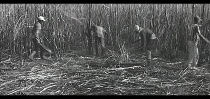 Veja como surgiu a cana-de-açúcar, uma cultura que se mistura à história de Alagoas