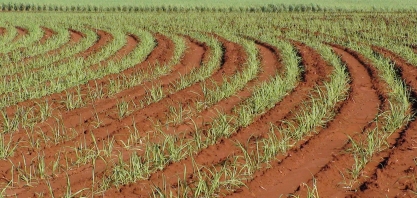 Produtores da cana-de-açúcar já podem pleitear recursos da Caixa para custeio antecipado