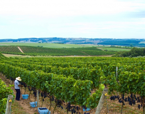 Na Chandon Brasil, 30% das uvas são de produção própria e os outros 70% são de vinícolas familiares parcerias. Crédito: Divulgação Chandon Brasil