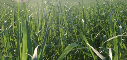 Tonelada da cana do produtor custa R$ 12 a menos que a cana da usina