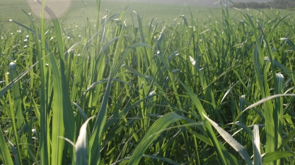 Tonelada da cana do produtor custa R$ 12 a menos que a cana da usina
